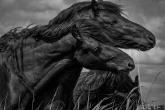 2-Fries-paard