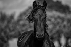 3-Fries-paard