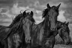 4-Fries-paard