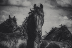 5-Fries-paard