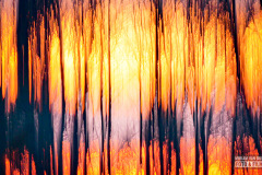 Intentional Camera Movement - heksenhol Molkwerum
