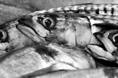 Vissen MiriamvanDunFoto