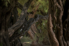 Tamarinde