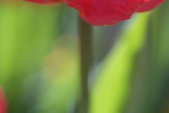 Tulp