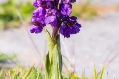 Harlekijn-orchidee-Texel-april-2026