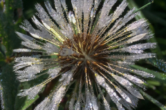 Paardenbloem
