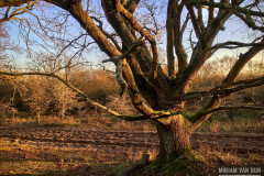 Oude eik