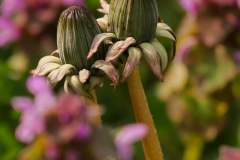 Paardenbloem in knop
