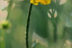 Boterbloem