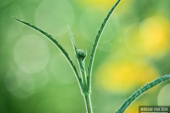 Verbena
