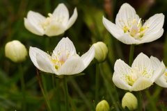 Parnassia