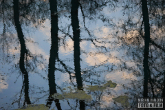 Weerspiegeling