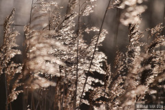 Riet