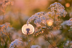 Paardenbloem