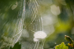 Eik met spinnenweb