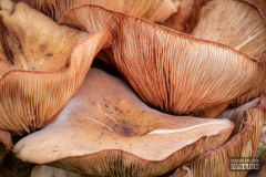 Paddestoelen