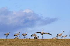 Dansende kraanvogel bij het Meer van Hornborgasjön