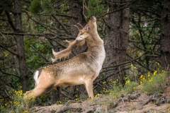 Damhert-in-volle-glorie