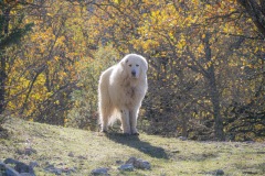 Pyreneese-berghond