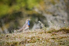 Blauwborst