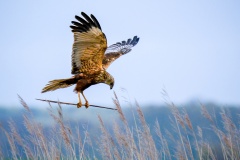 Bruine-kiekendief bouwt nest