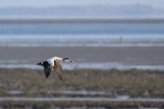 Eidereend-vliegt-over-het-wad-Texel