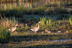 Familie-gans-in-het-avondzonnetje