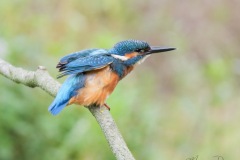 IJsvogel