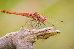 Bruinrode-heidelibel-