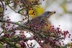 Kramsvogel