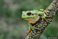 Groene boomkikker