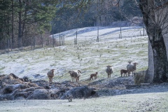 Schapen-in-de-Gorges-du-Verdon-