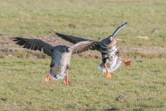 Kolganzen-landing