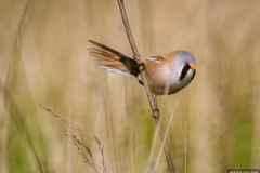 Baardmannetje