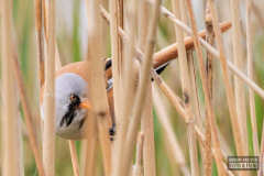 Baardmannetje