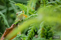 Groene boomkikker