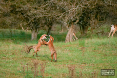 Foxtrot