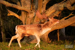 Bok en boom