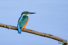 IJsvogel