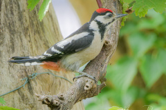 Grote-bonte-specht-juveniel
