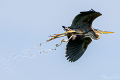 Purperreiger-poept