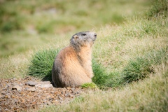 Marmot-op-de-Col-de-Tentes