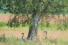 Kraanvogels