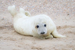 Grijze-zeehondenpup