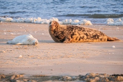 Grijze zeehond waakt over pup
