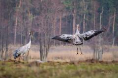 Dansende kraanvogel
