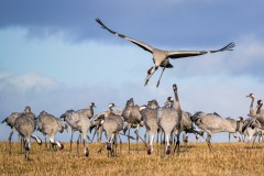 landing-kraanvogel bij Hornborgasjön