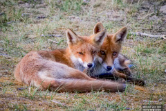 Vosjes