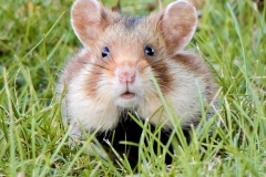Wilde Hamster