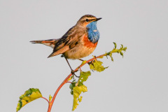 Blauwborst